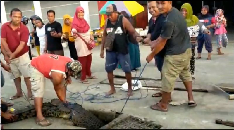 Viral Buaya 2 Meter Hebohkan Pengunjung Pasar Modern