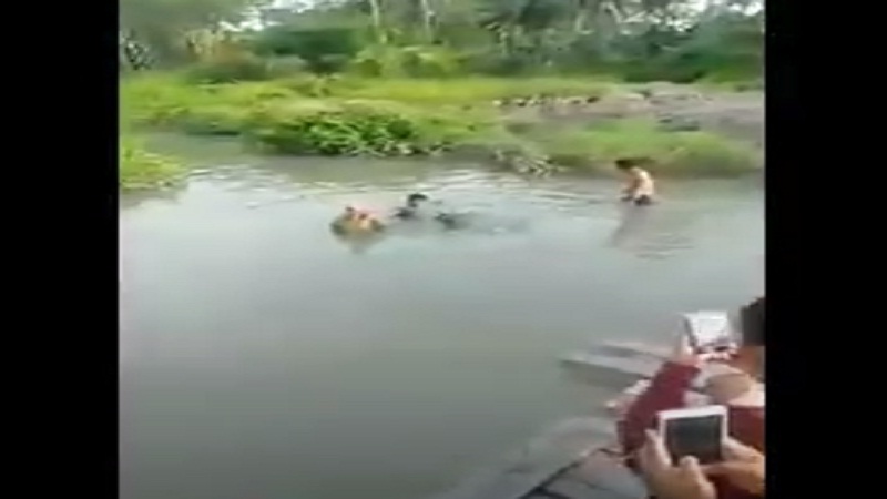 Viral, Lumba-lumba Terdampar di Pengairan Sawah Luwu Sulsel Jadi Tontonan Warga