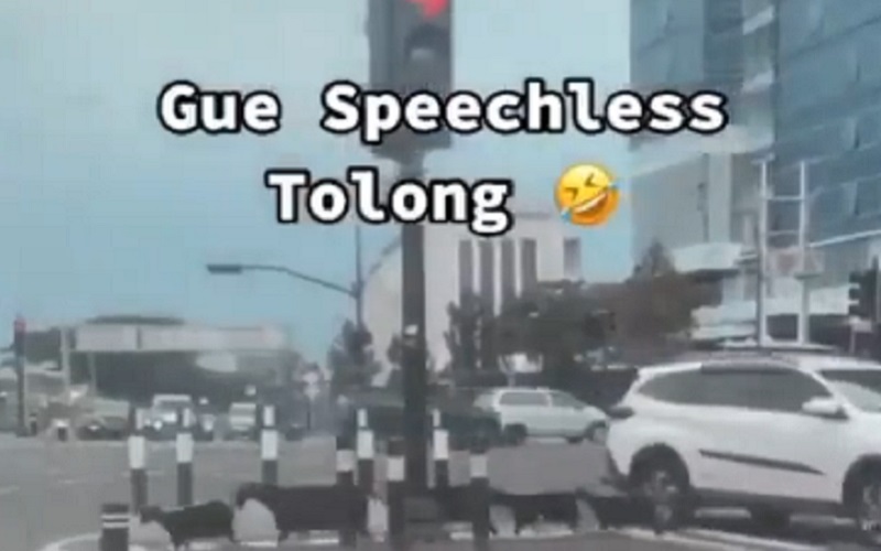 Viral! Kambing Nyebrang di Zebra Cross, Netizen: Lebih Taat dari Hooman