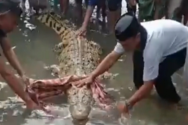 Heboh, Buaya 3 Meter Minta Dibelai dan Dipakaikan Sarung