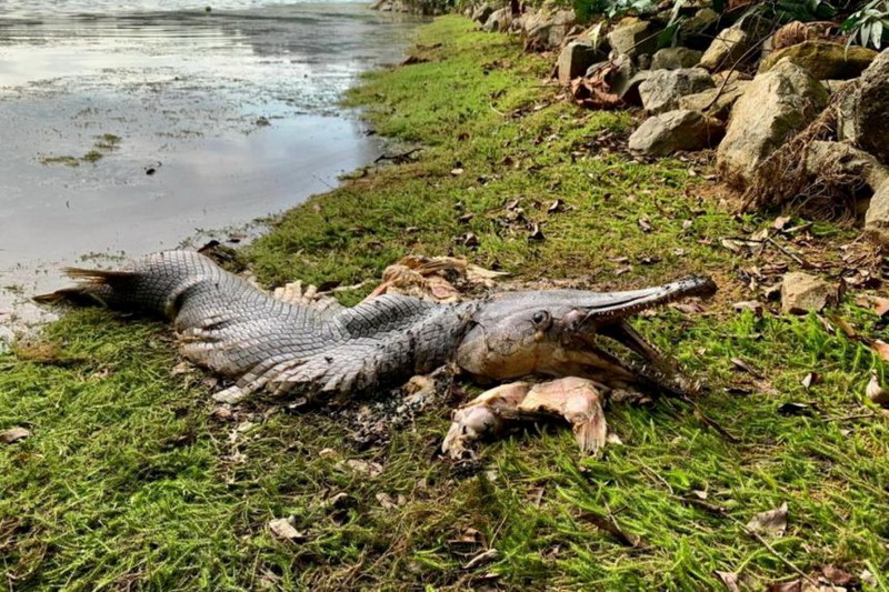 Bangkai Ikan "Monster" Berkepala Buaya Hebohkan Singapura, Ternyata Ini Asal-Usulnya