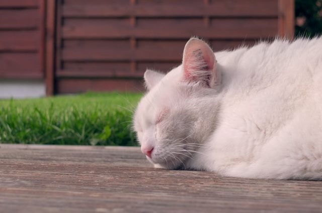 Netizen Marah Lihat Video Viral Pria Bunuh Kucing: Kejam dan Sadis