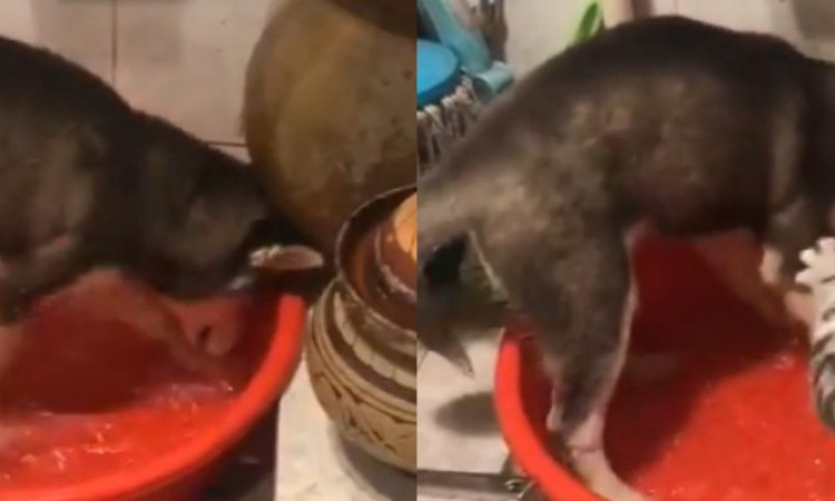 Viral Reaksi Ketakuan Anjing saat Dimarahi Seekor Kucing Gara-gara Main Air