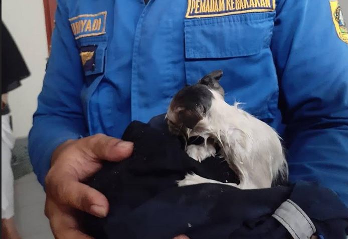 Heboh Anak Kucing Terjebak di Pipa Saluran Air, Evakuasi Berjalan Dramatis