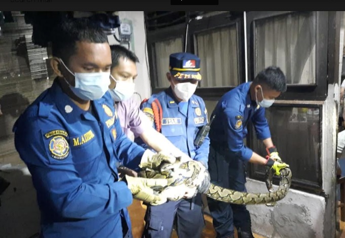 Heboh! Ular Sanca Berukuran Besar Masuk ke Mesin Air Warga di Cipete