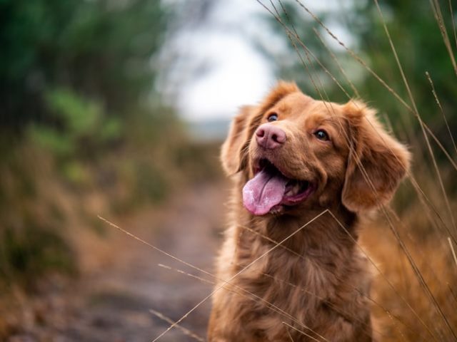 Viral Anjing Dijadikan Sarana Kampanye Berjalan, Aktivis Hewan Geram