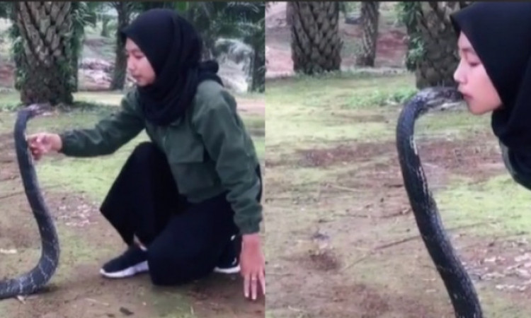 Mesra dengan King Cobra, Wanita Ini Viral