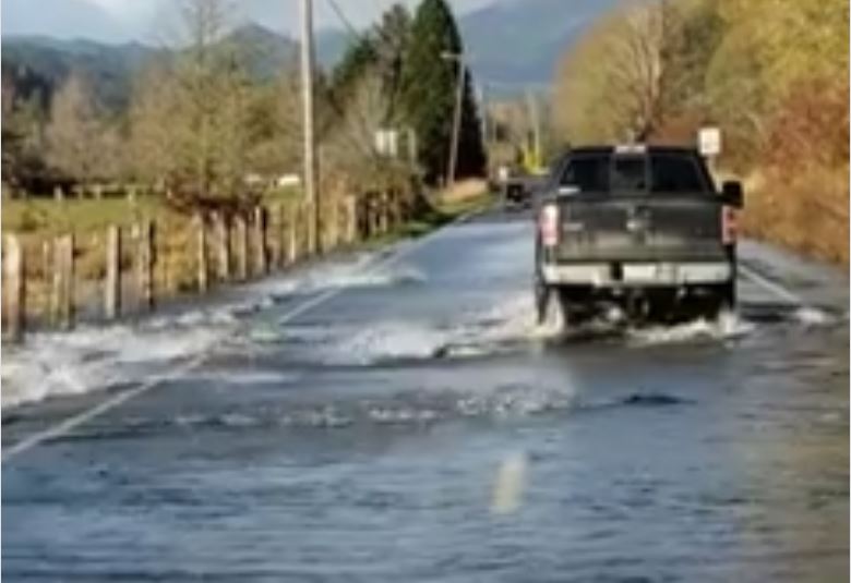 Viral Video Gerombolan Ikan Salmon Menyeberang Jalan Raya Demi Bertelur