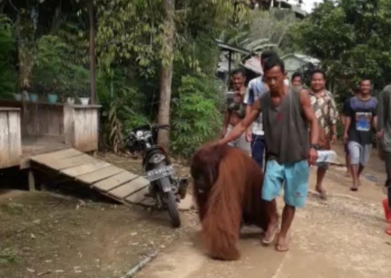 Viral Orang Utan Masuk Perkampungan, BKSDA: Jangan Beri Pakan