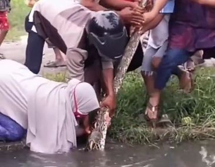 Viral Emak-Emak Tangkap Ular Sebesar Betis Orang Dewasa, Warganet Kagum