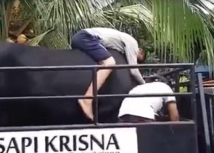 Viral Video Momen Perpisahan Sapi dengan Pemiliknya, Bikin Mewek!