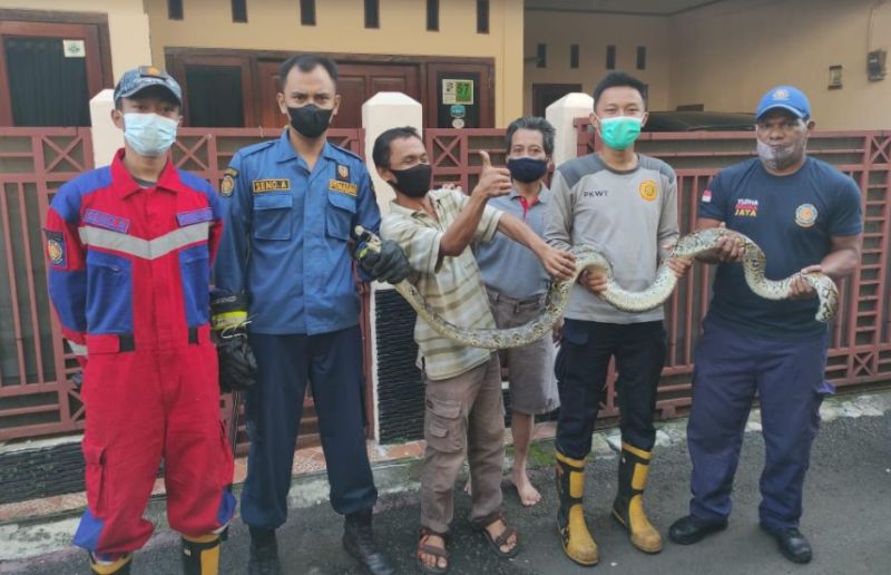 Heboh! Ular Sanca Sepanjang 2 Meter Masuk ke Rumah Warga di Bogor