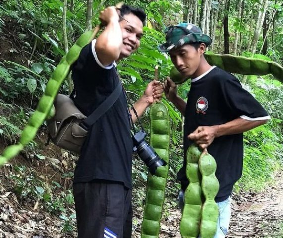 Heboh Petai Raksasa Entada, Sayangnya Tidak Boleh Dikonsumsi