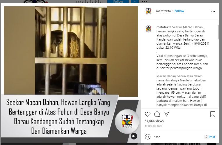 Viral Warga Kalsel Tangkap Macan Dahan yang Nyaris Punah