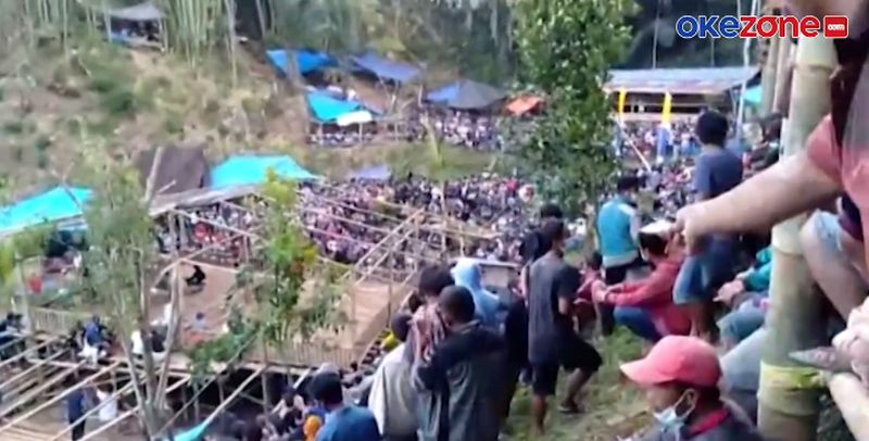 Viral Kerumunan Judi Sabung Ayam di Tana Toraja, Penyelenggaranya Ditindak