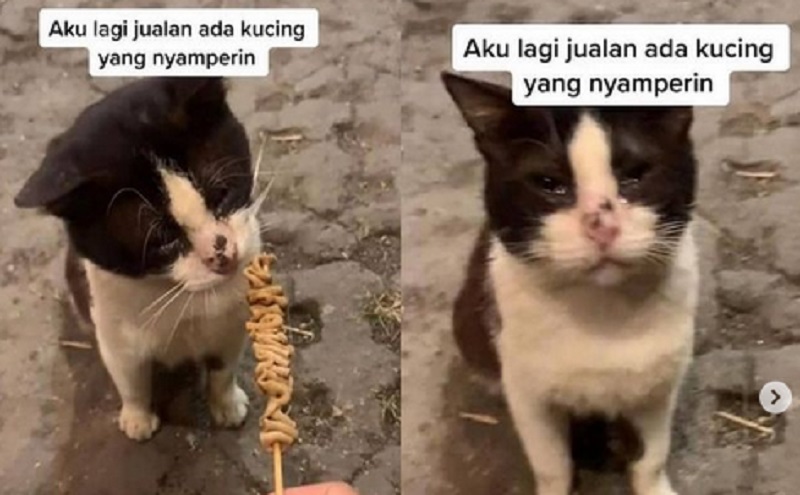 Kucing Ini Kelaparan Sampai Nangis, Netizen: Pengen Kukasih Jajan