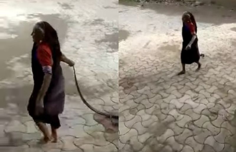 Viral Nenek Metal, Santuy Seret Ular Kobra Tangan Kosong