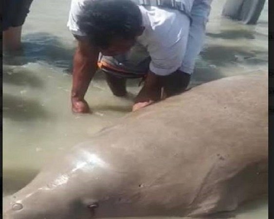 Viral Warga Temukan Duyung Terdampar di Pantai Pasir Padi Pangkalpinang