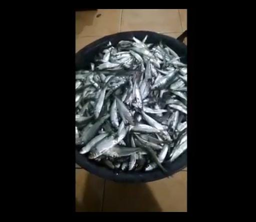 Viral Ribuan Ikan Teri Berkumpul di Tepi Pantai Kulonprogo, Petani Panen