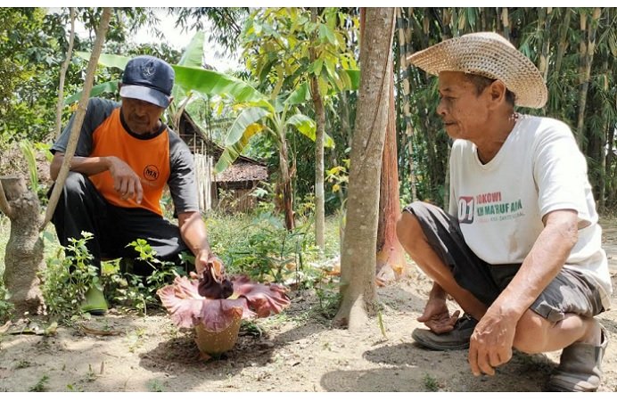 5 Bunga Bangkai Muncul Bersamaan Bikin Heboh Warga Lereng Gunung Merapi