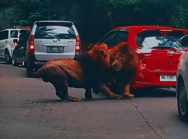 Viral! Dua Ekor Singa di Taman Safari Prigen Ngamuk, Tabrak Yaris Hingga Hampir Terbalik