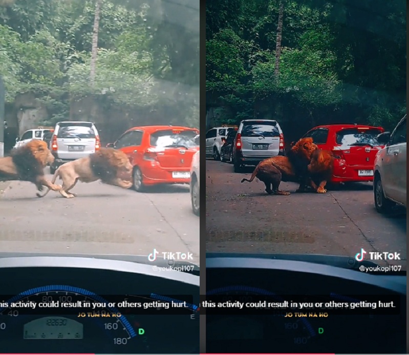 Viral Singa Berkelahi Hingga Tabrak Mobil Pengunjung di Taman Safari Prigen, Cuitan Korban Jadi Sorotan!