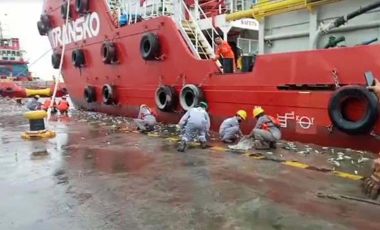 Viral Ribuan Ikan di Pelabuhan Marunda Lompat ke Daratan, Jadi Rebutan Pekerja