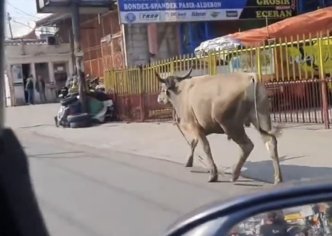 Viral! Sapi Lari di Jalanan Tangsel, Nyaris Seruduk Pemotor