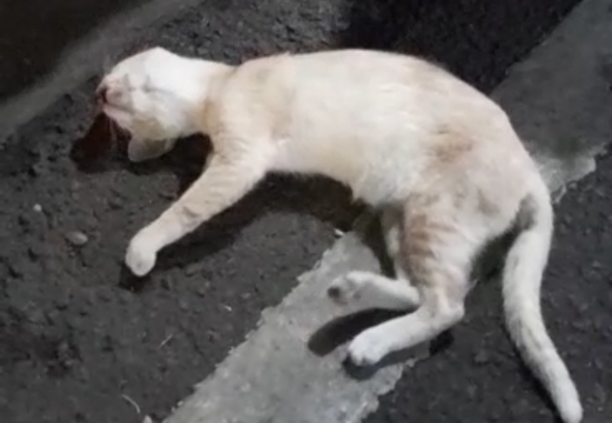 Heboh Puluhan Kucing Mati Mendadak di Tanjung Priok, KPKP Jakarta Investigasi